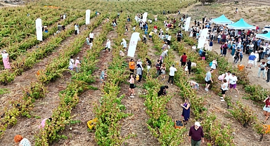 Avşa Adası’nda Ada Karası üzümü için bağ bozumu şenliği yapıldı