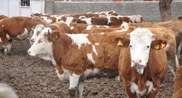 Et ve Süt Kurumu ilk defa temsilcilik açtı Gündem Güncel ve Özgün