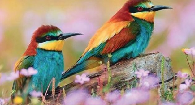 Mahir Adıbeş'in İki Kuş isimli kitabı raflarda