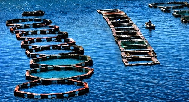Pamuk, hububat, ayçiçeği, fasulyesi ödemesi başladı