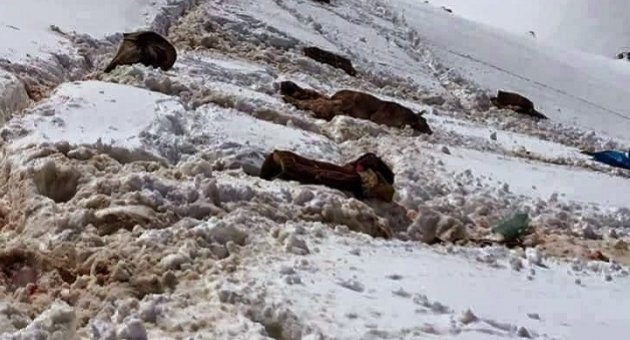 Roboski'de Katliam Devam Ediyor!