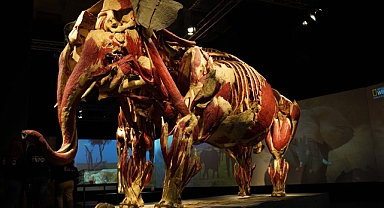 100'den fazla hayvan bedeni yer aldığı muhteşem sergi